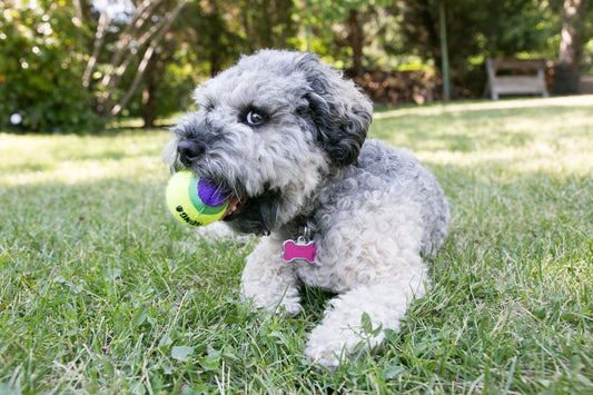 5 Toxic Foods Your Dog Should NEVER Eat - The Doggie Shop