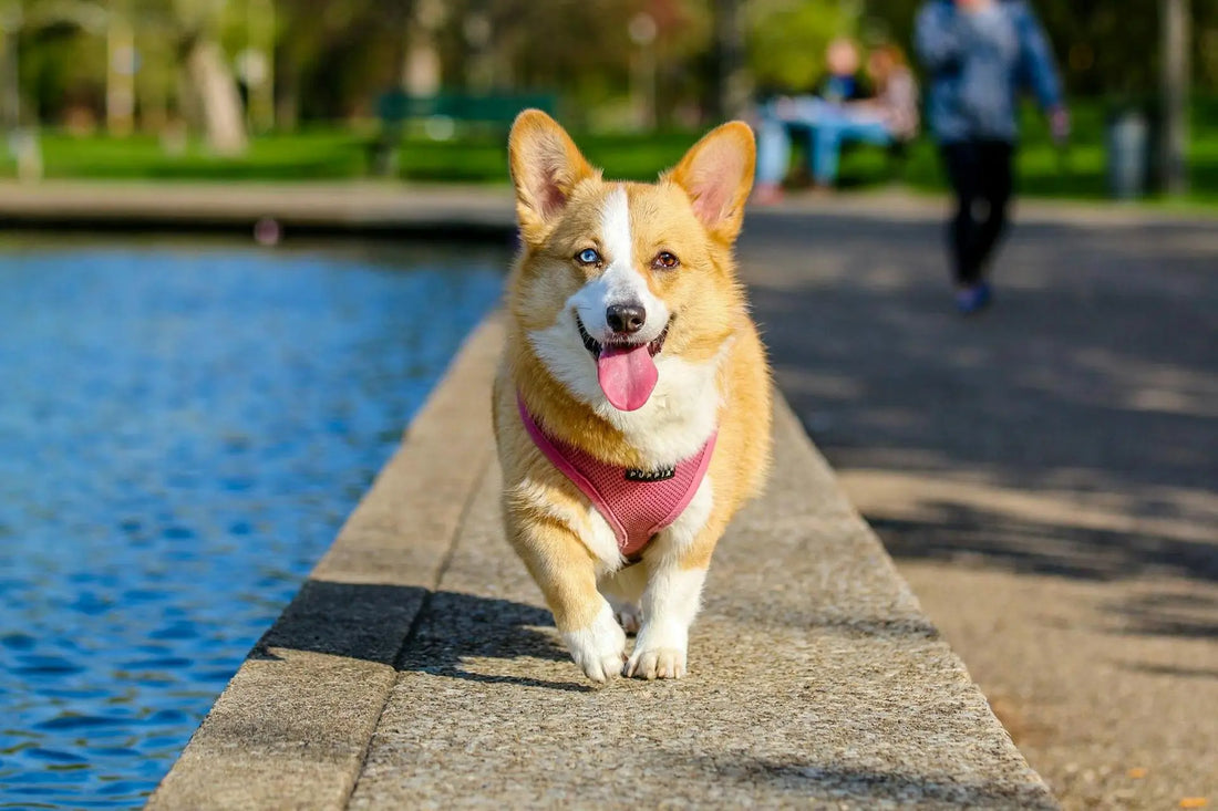 2 Australian Dog Brands Who Care About Your Dog