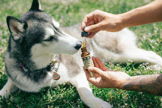 Why Hemp is a Game-Changer for Australian Dogs: Benefits, Uses, and Proven Results - The Doggie Shop