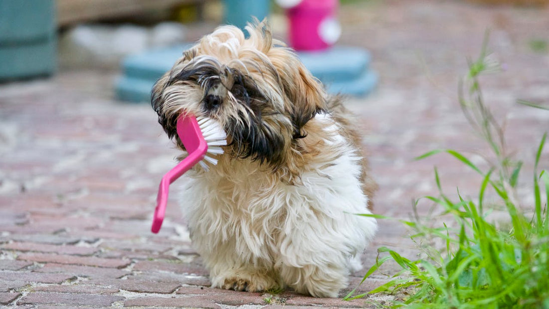 Dental Care For Dogs: 3 Simple Methods To Clean Your Dogs Teeth - The Doggie Shop