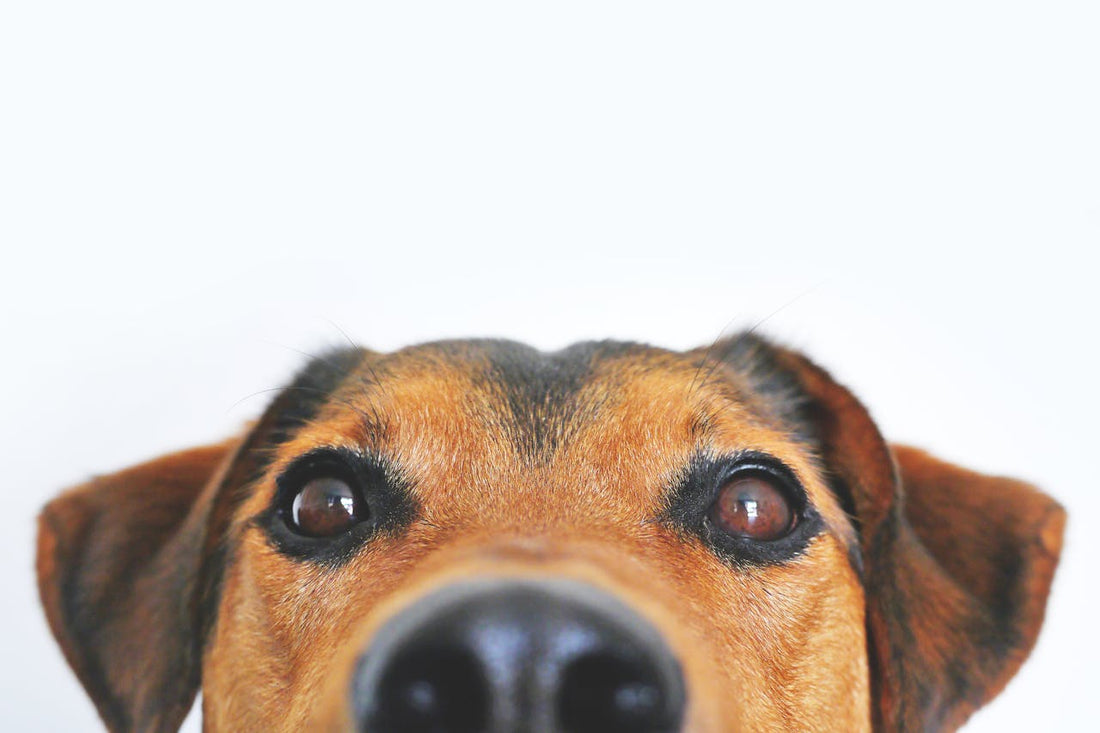 These 3 Fruits May Improve Your Dogs Life - The Doggie Shop