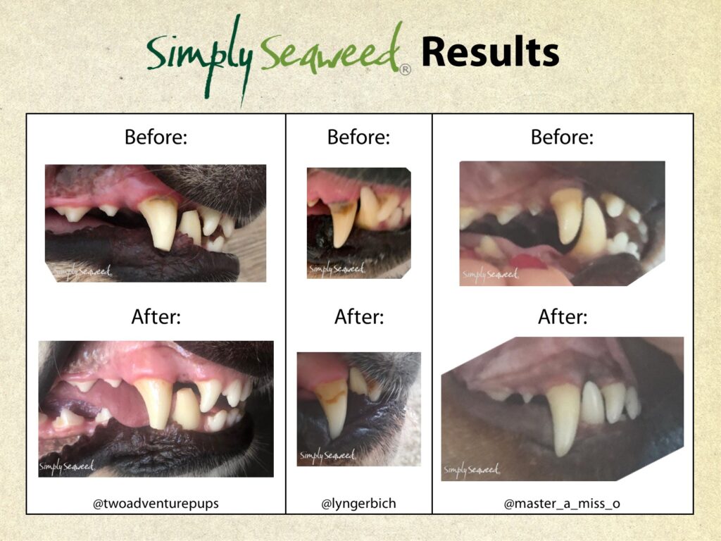Simply Seaweed – Dental Supplement - The Doggie Shop