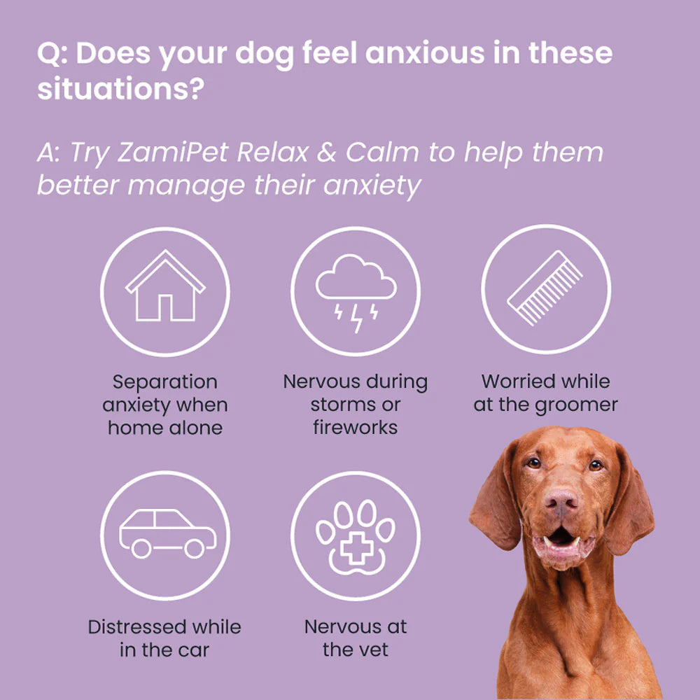 ZamiPet – Relax & Calm Chews For Dogs - The Doggie Shop