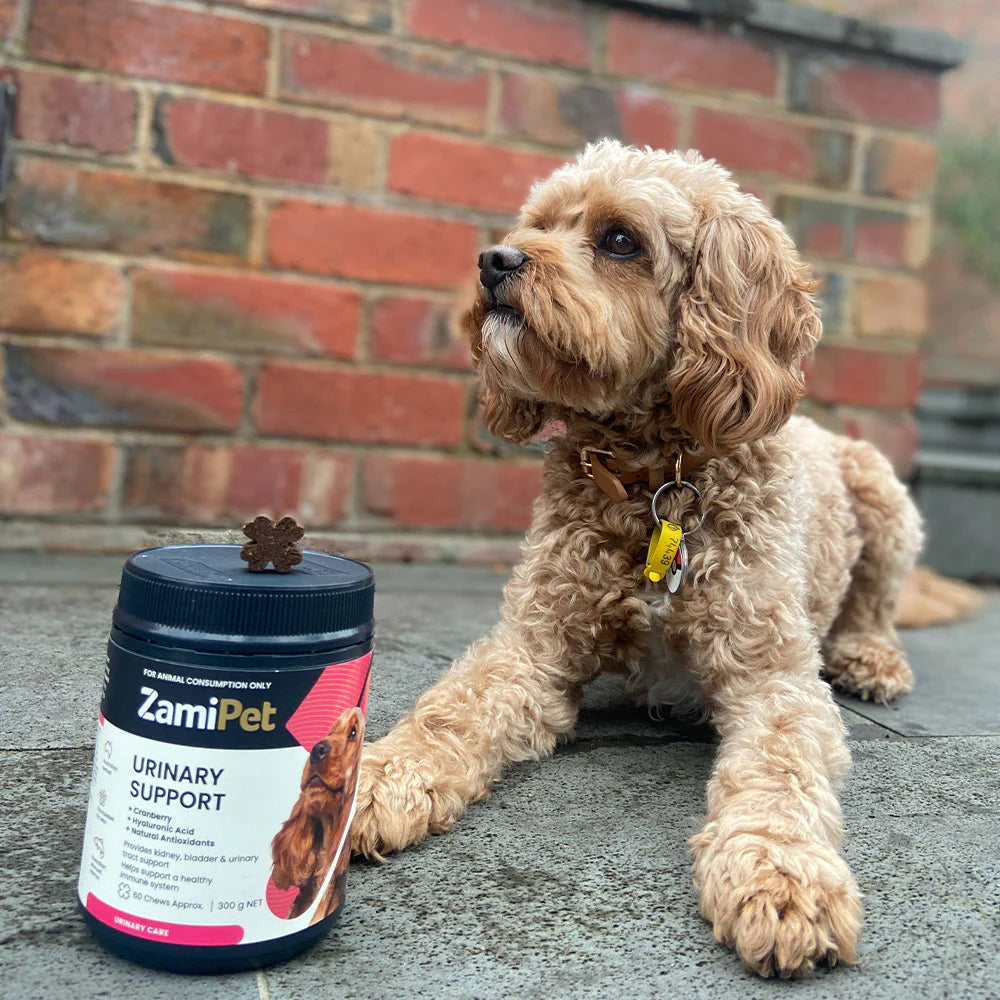 ZamiPet – Urinary Support Chews For Dogs - The Doggie Shop