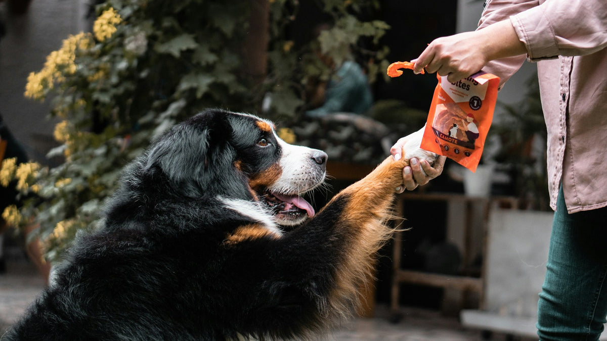 Grooming and everyday care